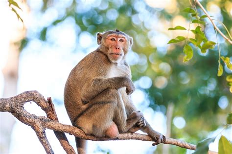 The 11 Best Places to Travel to if You’re Obsessed With Monkeys