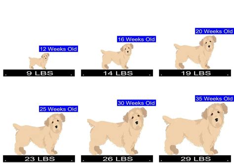 Glen of Imaal Terrier Growth Chart. Glen of Imaal Terrier Weight ...