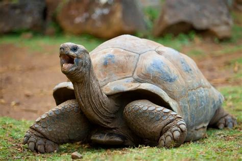 Unique And Interesting Species Of Tortoise - Cool Wood Wildlife Park