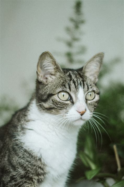 Photo Of Grey Tabby Cat · Free Stock Photo