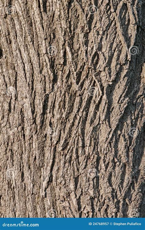 Closeup Of Black Walnut Bark Royalty Free Stock Photography - Image ...