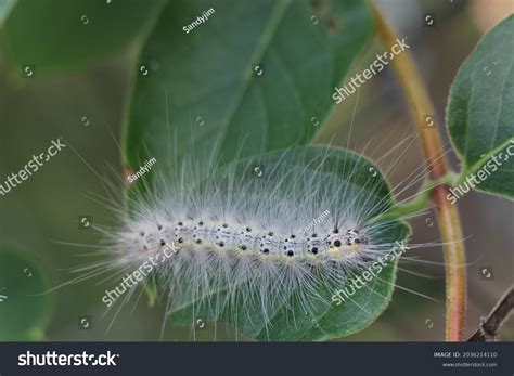 Стоковая фотография 2036214110: Hairy White Caterpillar Black Spots ...