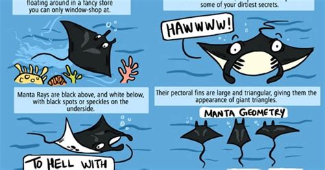 Green Humour: Identifying Manta Ray Species and Individuals