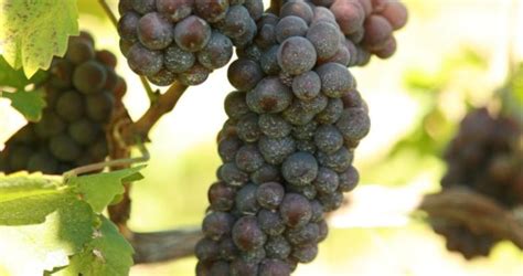 Pinot Gris and Pinot Blanc - Grapes - South Africa