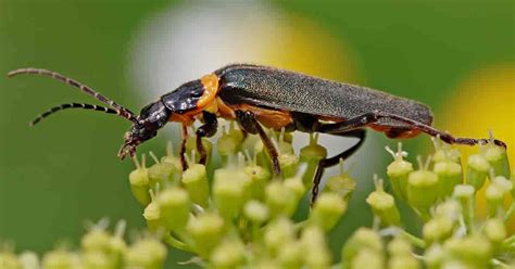 Beneficial Insects: Good Bugs To Encourage In Your Garden - Hagearbeider