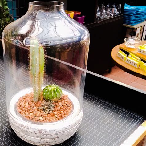 Cactus Jungle - San Francisco Bay Area - Custom Cactus Terrarium