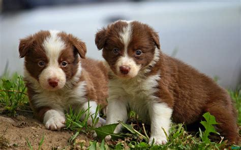 Rules of the Jungle: Border Collie Puppies