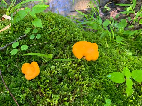 Cantharellus lateritius. By Richard Jacob-5 | Western Pennsylvania ...