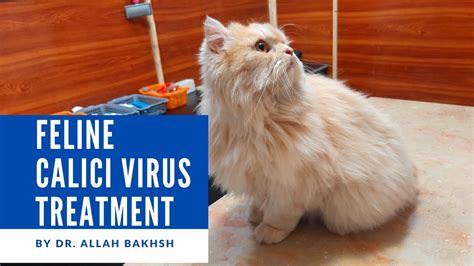 #cathealth Calici virus in cats Treatment - YouTube