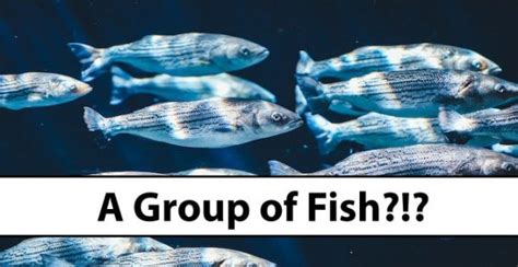 "Group of Fish" → Use THESE Words Instead!