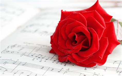 Pure red rose wallpaper - Flower wallpapers - #48917