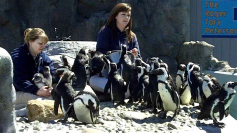 Mystic Aquarium Penguins Feeding Time - Desert - YouTube