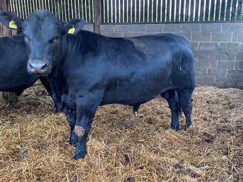 8 pedigree Aberdeen Angus bulls 16-19 months- For Sale - Aberdeen-Angus ...