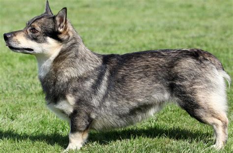 Swedish Vallhund - Dog Breed Guide