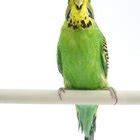 Different Budgie Noises | Pets - The Nest