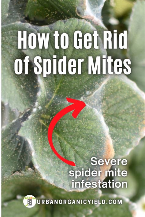 Spider Mite Sprays to Get Rid Of Your Infestation in 2021 | Spider mites, House plants indoor, Mites
