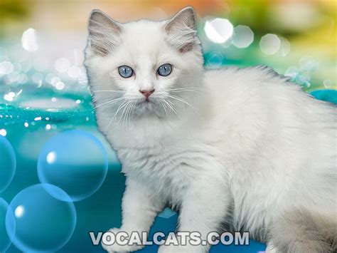 White Ragdoll Cat: Complete Guide - Vocal Cats