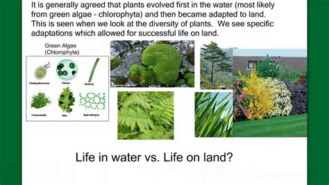 Introduction to Plant Diversity - YouTube