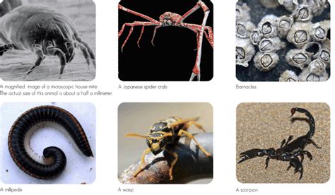 11. 10: Arthropods - Biology LibreTexts