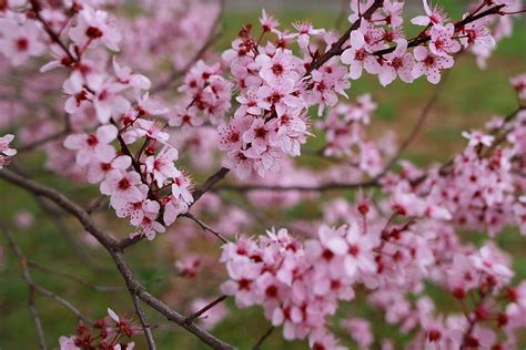 Early Bloomers: Eight of Beijing’s Must-See Spring Flowers | the Beijinger