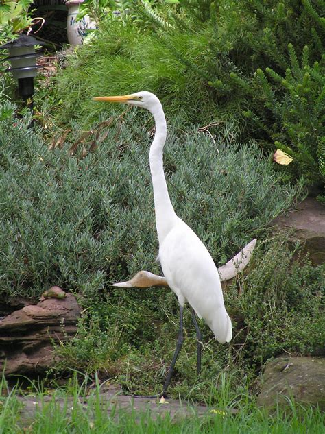 Pin by Paul Harris on Brids and wildlife in and around Ruffey Lake Park, Templestowe, Victoria ...