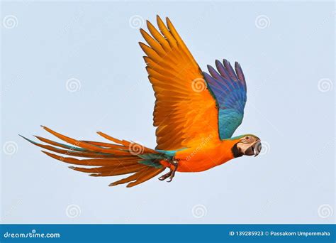 Flying Ara Parrot Stock Photography | CartoonDealer.com #45867752