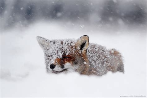 18. Foxes, Snow & National Geographic | Roeselien Raimond Nature Photography