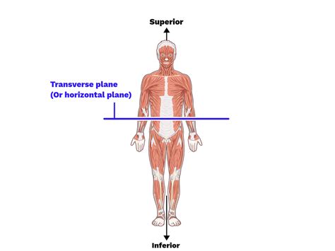 Transverse plane - Labster