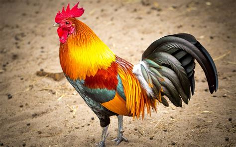 Colorful feathers, rooster wallpaper | animals | Wallpaper Better