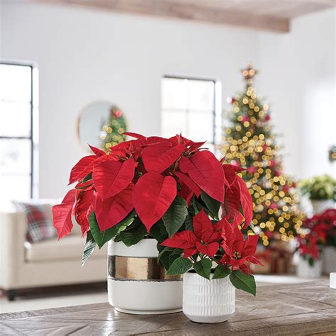 Easy Ways to Decorate with Poinsettias - The Home Depot