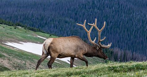 Mountain Pine Beetle Impact on Montana Elk Habitat