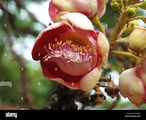 Sal tree hi-res stock photography and images - Alamy