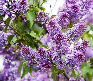 Purple Lilac Trees for Sale | Flowering Purple Trees | Willis Orchard Company