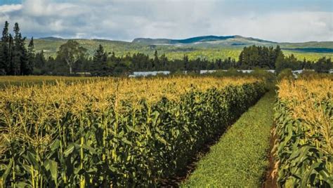 Canadian Farm News & Agriculture Real Estate - Farms, Ranches, Land For Sale | Farm Marketer ...