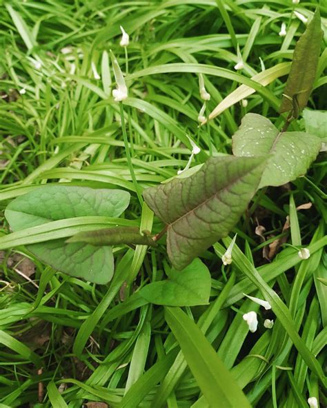 Japanese Knotweed | Foraging Edible Invasive Plants