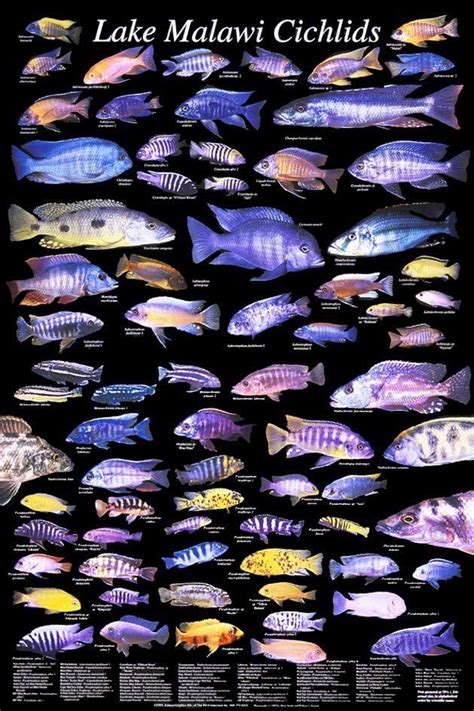 Pin af Maximus Keithley på Cichlids | Ferskvand, Akvarie, Dyr