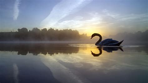 Swan Lake Wallpapers - Wallpaper Cave