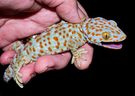 SE England Juvenile Tokay Gecko - Reptile Forums