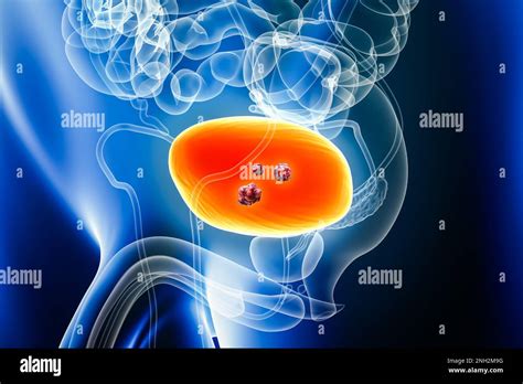 Human urinary system hi-res stock photography and images - Alamy