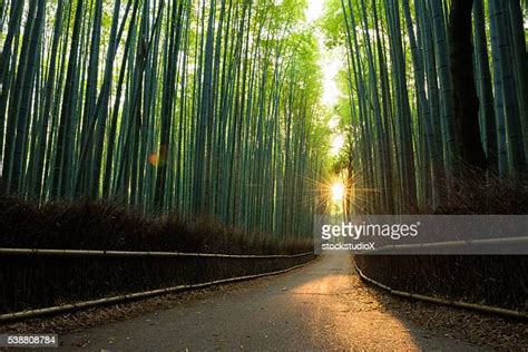 Japan Kyoto Arashiyama Bamboo Forest At Sunrise Photos and Premium High ...