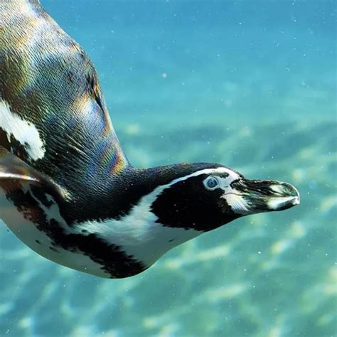 Meet The SEA LIFE Penguins | SEA LIFE Weymouth Aquarium