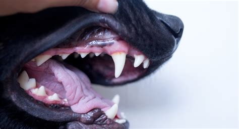 How to Heal Bleeding Gums of Your Dog | Ask Fido