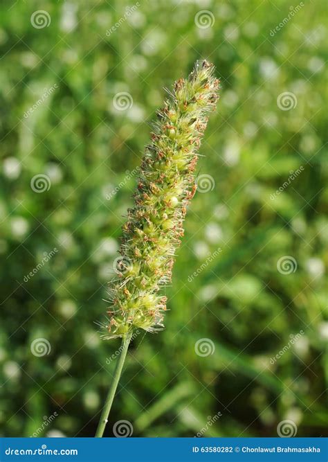 Wild grass flowers stock photo. Image of direct, field - 63580282