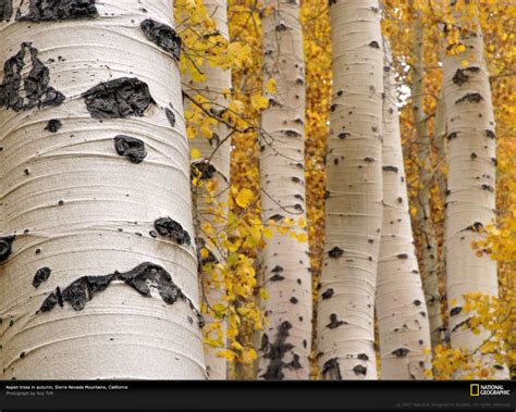 🔥 [50+] Aspen Bark Wallpapers | WallpaperSafari