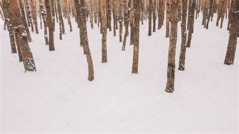 Snowy Forest Backdrop - Stock Photos | Motion Array