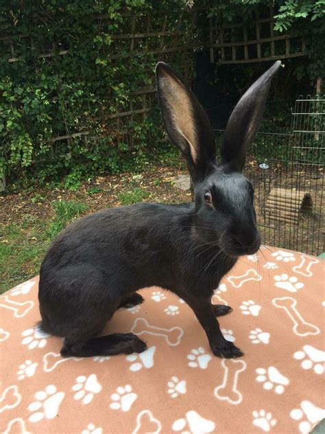 Belgian Hare: Facts, Temperament, and Care, with Pictures