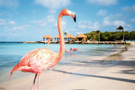 Weather in Aruba in October | TUI.co.uk