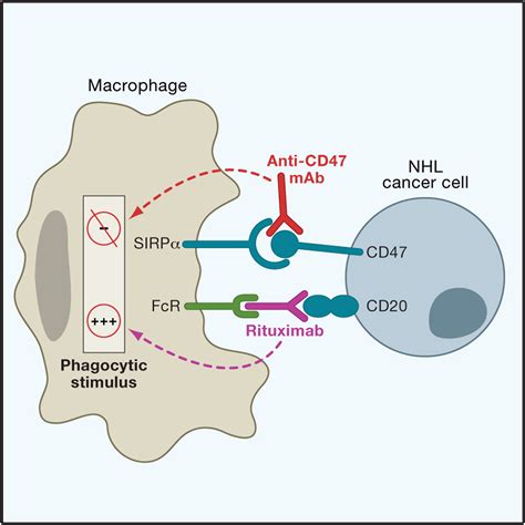 Anti-CD47 Antibody Synergizes with Rituximab to Promote Phagocytosis and Eradicate Non-Hodgkin ...