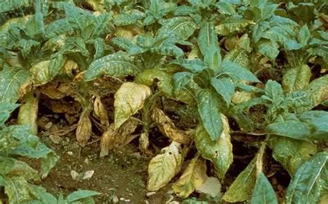 Tobacco | Diseases and Pests, Description, Uses, Propagation