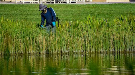 Littoral Zone Management for Lakes & Ponds